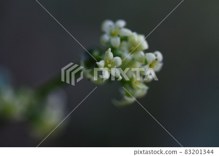 更瘋狂的花 83201344