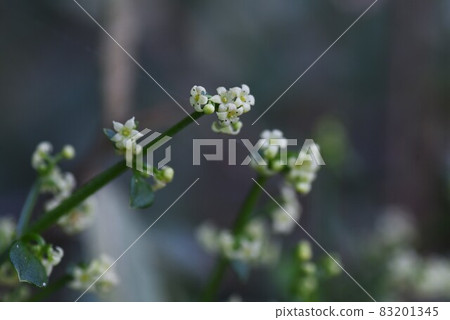 更瘋狂的花 83201345