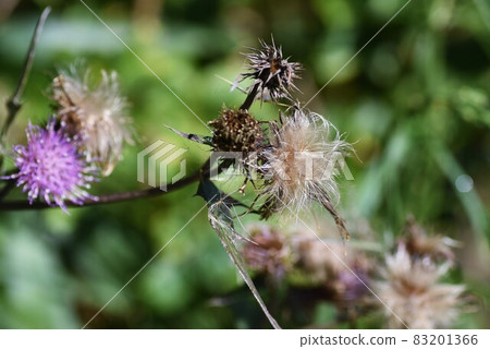 Cirsium japonicum flowers and fluff Cirsium japonicum flowers and fluff 83201366