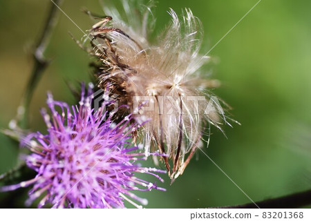 Cirsium japonicum 花和絨毛 83201368
