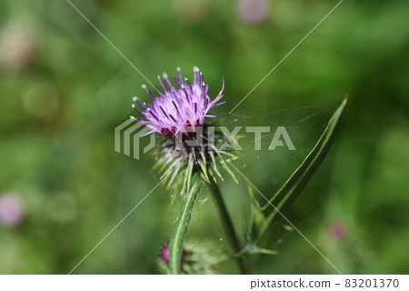 Cirsium japonicum flowers and fluff Cirsium japonicum flowers and fluff 83201370