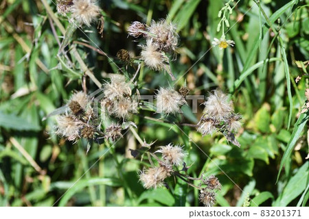 Cirsium japonicum 花和絨毛 83201371