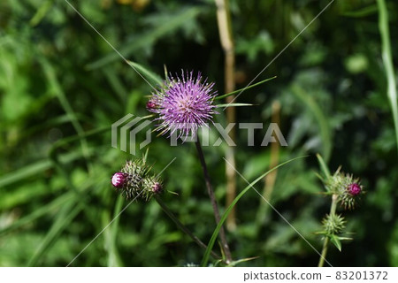 Cirsium japonicum 花和絨毛 83201372