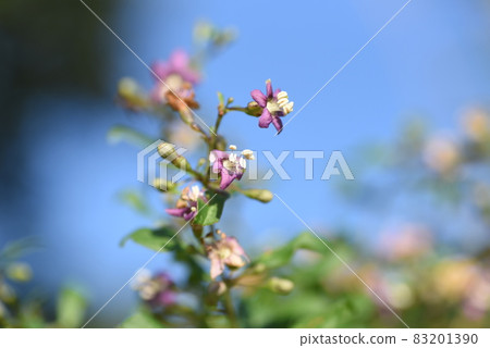 Wolfberry flowers Wolfberry flowers 83201390