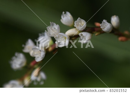 Syrabana Sakratade Syrabana Sakratade 83201552