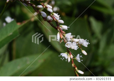 Syrabana Sakratade Syrabana Sakratade 83201555