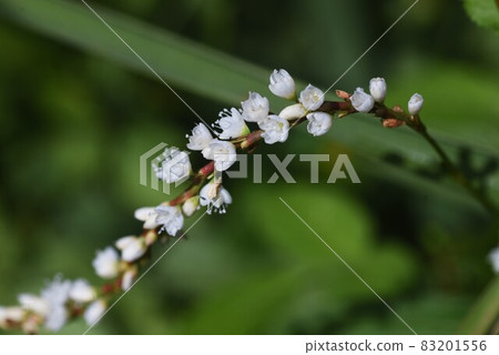 Syrabana Sakratade Syrabana Sakratade 83201556