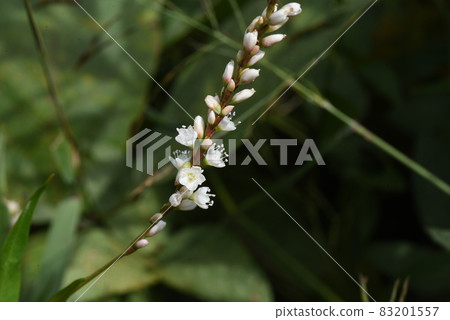 Syrabana Sakratade Syrabana Sakratade 83201557