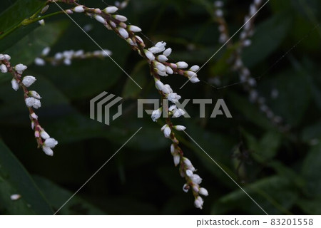 Syrabana Sakratade Syrabana Sakratade 83201558