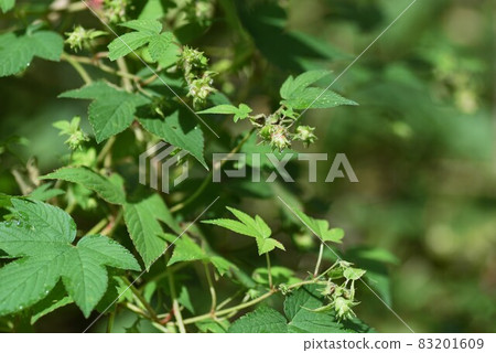 葎花與秋季花粉病的成因 83201609