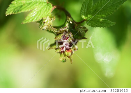 葎花與秋季花粉病的成因 葎花與秋季花粉病的成因 83201613