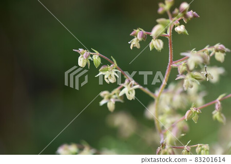 葎花與秋季花粉病的成因 葎花與秋季花粉病的成因 83201614