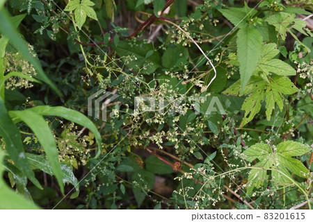 葎花與秋季花粉病的成因 葎花與秋季花粉病的成因 83201615