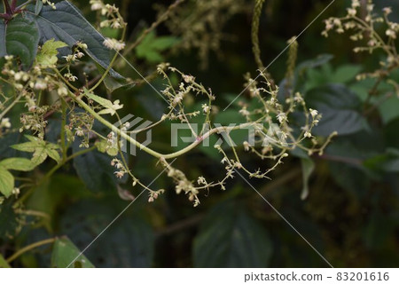 葎花與秋季花粉病的成因 葎花與秋季花粉病的成因 83201616