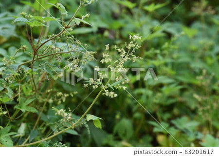 葎花與秋季花粉病的成因 葎花與秋季花粉病的成因 83201617