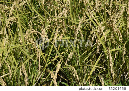 Rice cultivation / harvesting 83201666