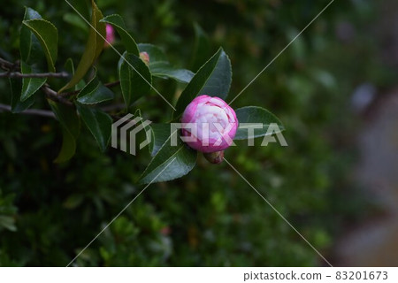 Tsubomi of the mountain flower arrangement Tsubomi of the mountain flower arrangement 83201673