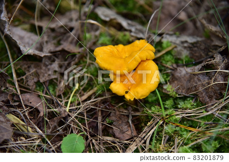 Chanterelle mushroom growing in the grass in the forest Chanterelle mushroom growing in the grass in the forest 83201879