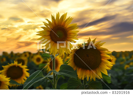 Sunflowers field on sunset. Harvesting Sunflower Seeds in agriculture.  83201916