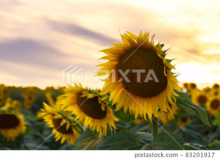 Sunflowers field on sunset. Harvesting Sunflower Seeds in agriculture.  83201917