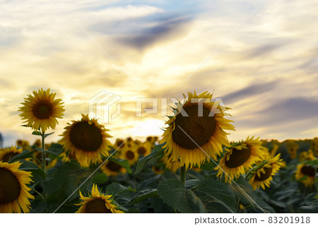 Sunflowers field on sunset. Harvesting Sunflower Seeds in agriculture.  83201918