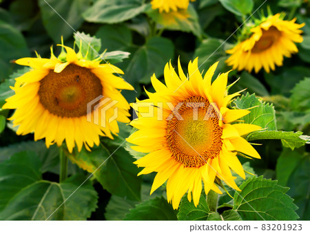 Sunflowers in field. Harvesting Sunflower Seeds in agriculture.  83201923
