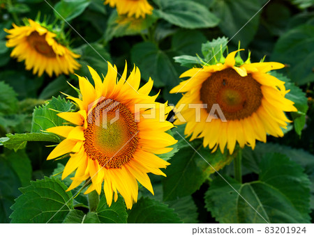 Sunflowers in field. Harvesting Sunflower Seeds in agriculture.  83201924