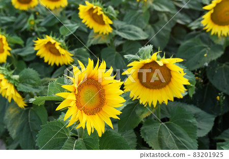 Sunflowers in field. Harvesting Sunflower Seeds in agriculture.  83201925