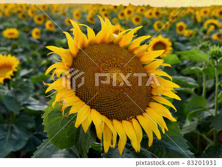 Sunflowers field on sunset. Harvesting Sunflower Seeds in agriculture.  83201931