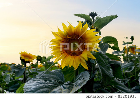 Sunflowers field on sunset. Harvesting Sunflower Seeds in agriculture.  83201933