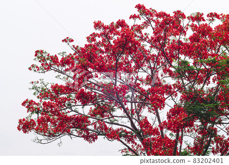 Beautiful Monkey Flower Tree or Fire of Pakistan in Thailand isolate on white background. 83202401