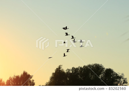 flock of wild geese silhouette on a sunset sky 83202560
