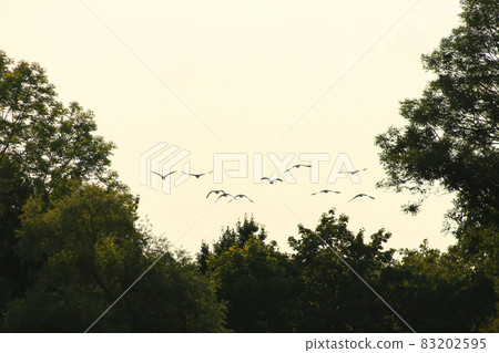 flock of wild geese silhouette on a sunset sky flock of wild geese silhouette on a sunset sky 83202595