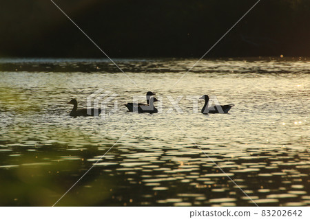 The wild goose float in the evening lake while the golden light reflected in the beautiful water surface. The wild goose float in the evening lake while the golden light reflected in the beautiful water surface. 83202642