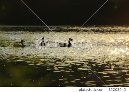 The wild goose float in the evening lake while the golden light reflected in the beautiful water surface. The wild goose float in the evening lake while the golden light reflected in the beautiful water surface. 83202643