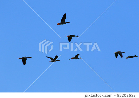 flock of wild geese silhouette on a blue sky flock of wild geese silhouette on a blue sky 83202652
