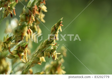 Sorghum flower Sorghum flower 83202779