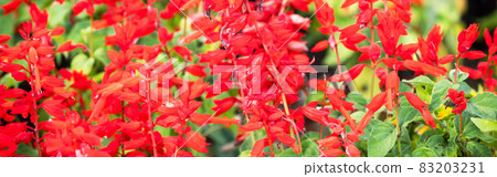 Image of salvia flower field cut out to banner size 83203231