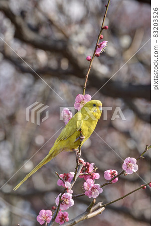 Parakeet in the plum grove Parakeet in the plum grove 83203526