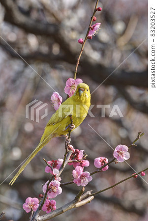 Parakeet in the plum grove Parakeet in the plum grove 83203527