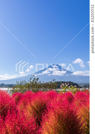 秋天的到來染紅了“山梨縣”河口湖大石公園Kokia 83203552