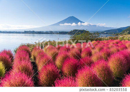 "Yamanashi Prefecture" Kawaguchiko Oishi Park Kokia dyed red with the arrival of autumn "Yamanashi Prefecture" Kawaguchiko Oishi Park Kokia dyed red with the arrival of autumn 83203558