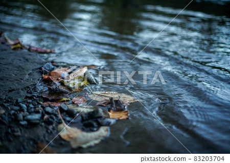 在海濱的秋葉 83203704