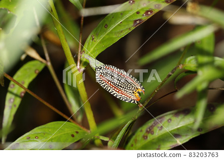 Velvet hamaki 83203763