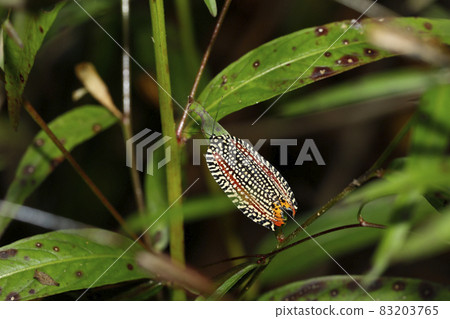 Velvet hamaki 83203765