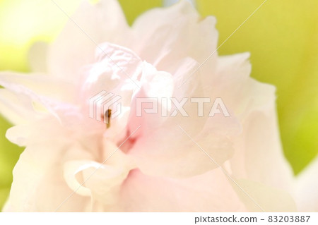 Ichihara Toranoo Ichihara Toranoo Yae Sakura Close-up Spring 83203887