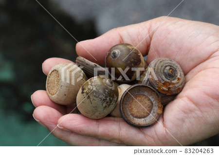 Natural plant, Quercus miyagii, Japan's largest acorn. The size can be around 3 cm 83204263