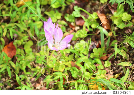 Corticum flowers Corticum flowers 83204564