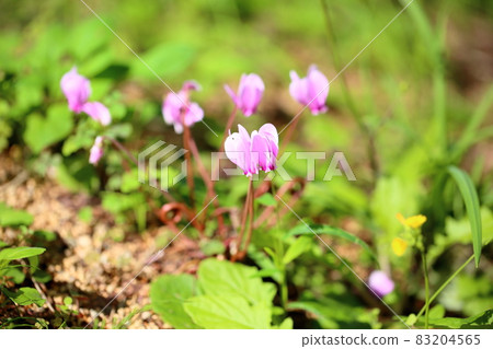 Cyclamen flowers Cyclamen flowers 83204565