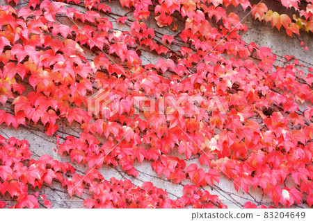 常春藤爬牆 83204649